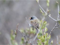 Black-chinned Sparrow